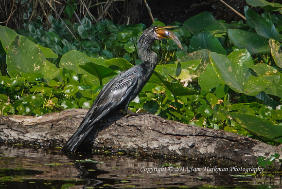 An Anhinga enjoys lunch on the St Johns River, Blue Spring State Park, Florida