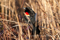 Red-winged Blackbird - These guys were everywhere!