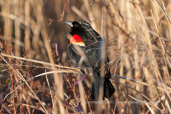Red-winged Blackbird - These guys were everywhere!