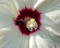 Busy Bee - Chuck & Cheryl Seaman's Garden 7/11/2012