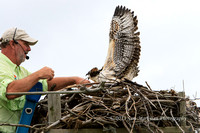 Captain Steve reaches for the young Osprey who yells at him to stop