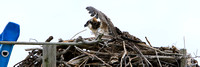 Osprey fledgling is not happy over Captain Steve's approach.