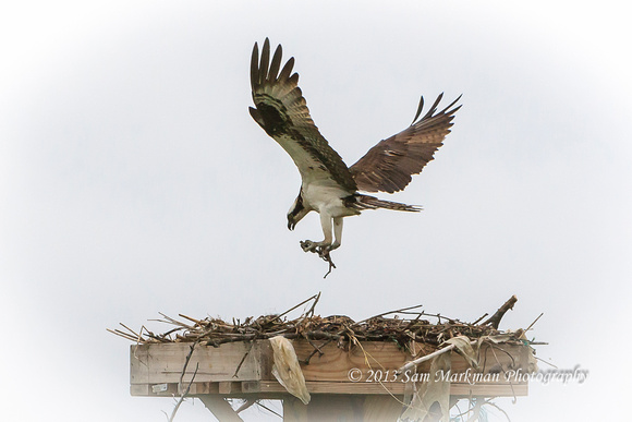 Adding material to the nest!