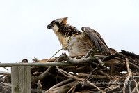 Osprey fledgling sees Captain Steve approach with his ladder!