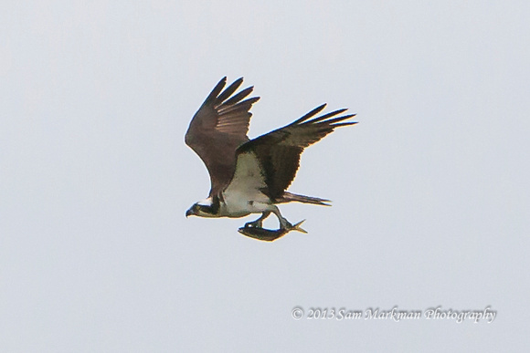 Osprey returning to its nest with a fish for its young - happy fledglings!