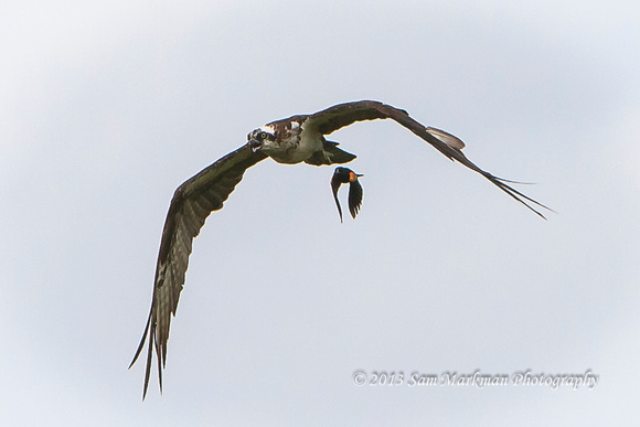 Osprey is being chased and harassed by red-winged black birds whose nest was somewhere near by.