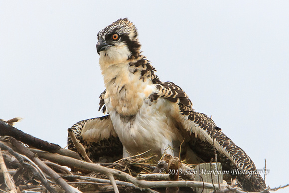 This is the second Osprey fledgling that was in that nest.