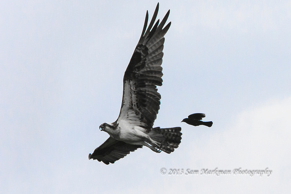 Osprey is being chased and harassed by red-winged black birds whose nest was somewhere near by.
