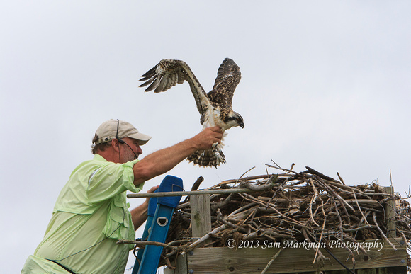 Captain Steve safely places the fledling Osprey back in its nest.