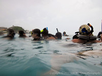 Barbados - Swim w/Turtles -  1/03/2012