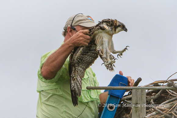 This Osprey is coming down to be banded!