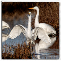 Great Egret putting on a show
