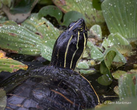 Florida Red-bellied turtle (Florida Cooter)