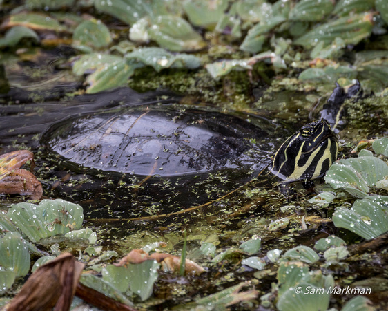 Florida Red-bellied turtle (Florida Cooter)