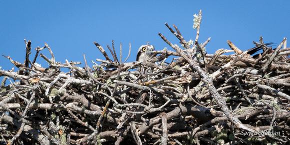 Osprey young in nest