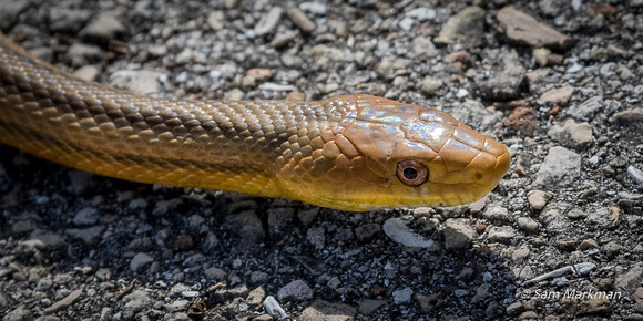 Yellow-bellied Rat Snake