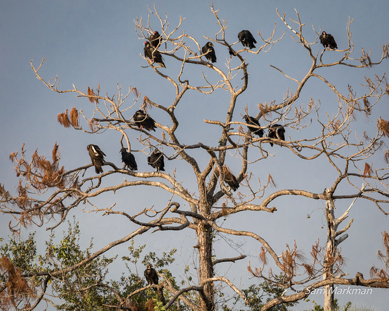 Vultures waiting for something to die