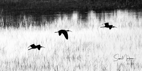 Ibis in flight silhouetted