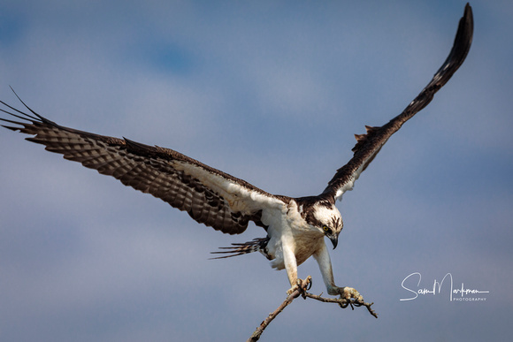 Osprey bringing a branch back to the nest