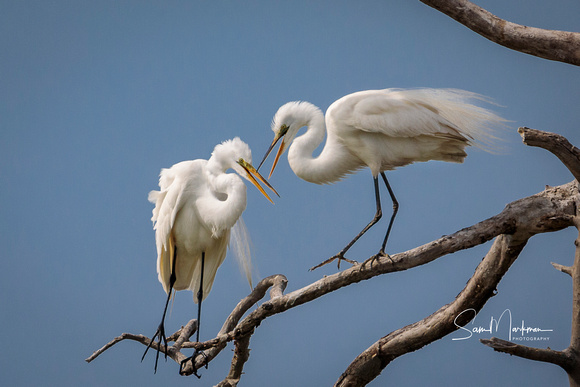 Two Great Egret's chatting