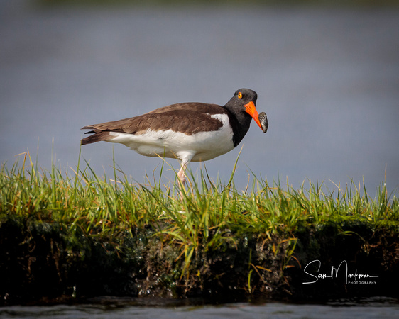 Oyster Catcher with a mussel