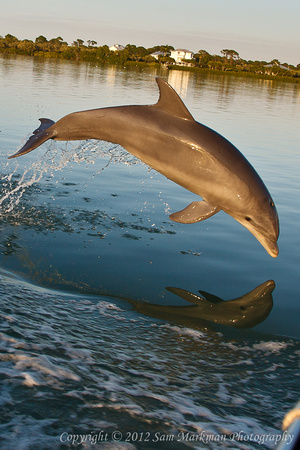 Dolphins near Palm Island