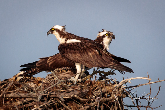 Osprey parents guarding their nest