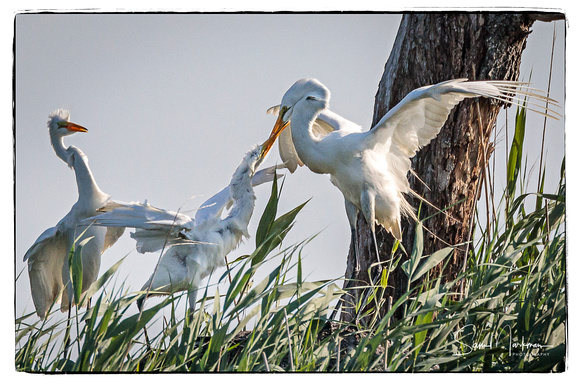 The parent Great Egret is regurgitating food for its young.