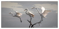 Three Great Egrets