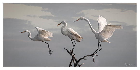 Three Great Egrets
