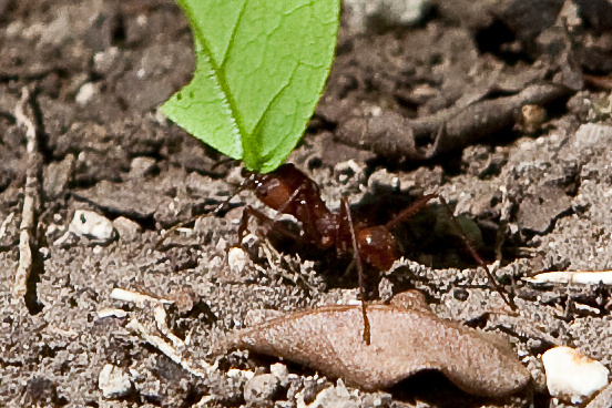 Ants at Work in Coba