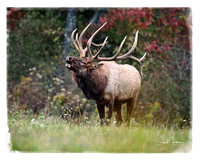Pennsylvania Elk Rut October 2017