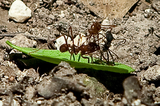 Ants at Work in Coba
