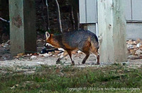Fox skulks around neighbor's house