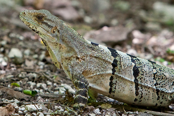 Iguanas of Coba, Mexico