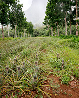 Small Pineapple Farm