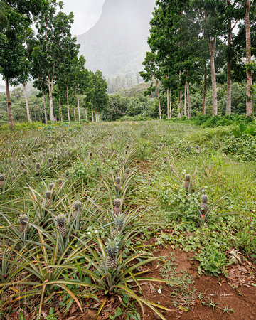 Small Pineapple Farm