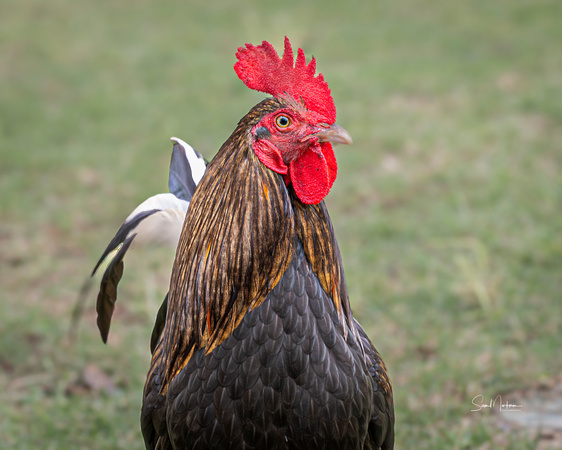 Kauai rooster