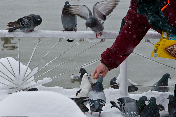 Feeding the Birds