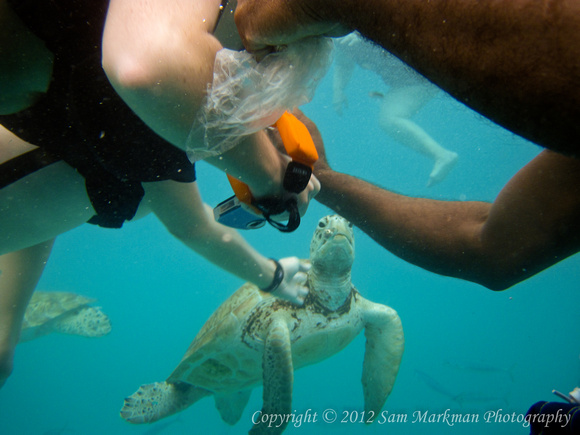 Feeding Turtles in Barbados on January 3, 2012