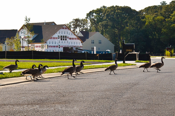 9/7/10 Geese Wander the Neighborhood!