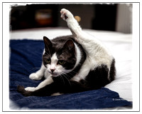 Bella in Favorite Yoga Position!