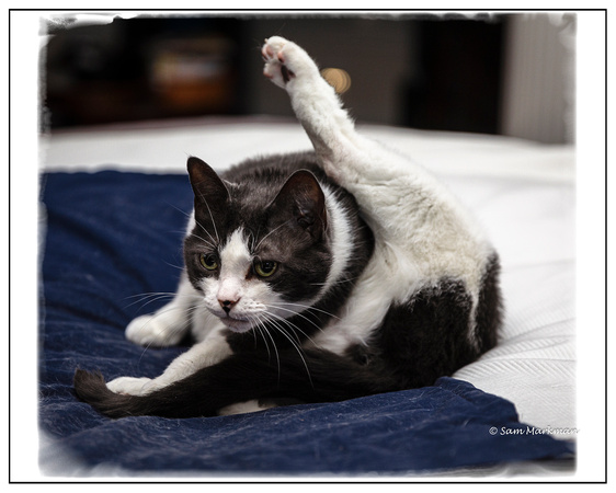 Bella in Favorite Yoga Position!