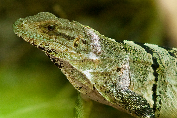 Iguanas of Coba, Mexico