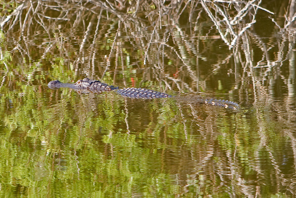 The Elusive Alligator Finally Appears!
