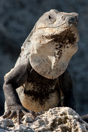 Iguanas of Tulum, Mexico