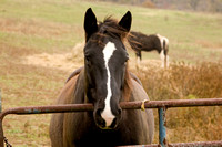 Marriott Ranch Horseback Riding 11/10/2007
