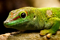 Gecko Exhibit - Nat'l Geographic Museum 9/23/2010