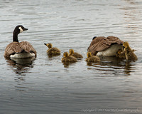 Canada Geese and Goslings