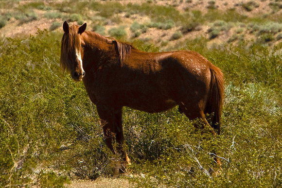 Wild Mustang Stallion